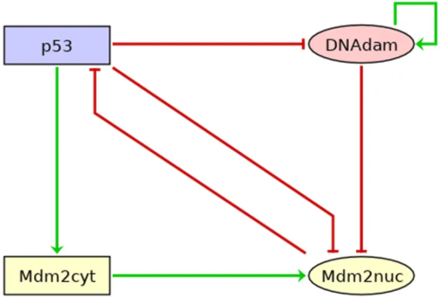 The p53-Mdm2 network